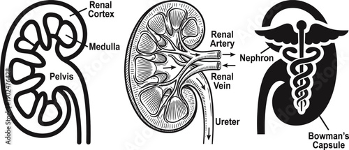 Kidney anatomy cross-section diagram vector illustration