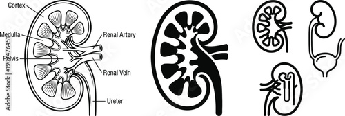 Kidney anatomy cross-section diagram vector illustration