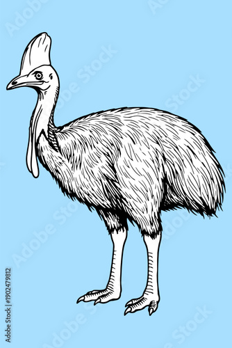 Cassowary Bird Profile in Vibrant Flat Line Art Style Vector Illustration