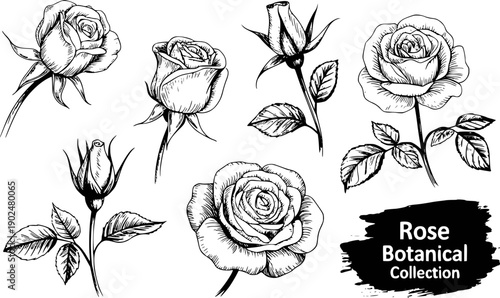 Hand-Drawn Botanical Rose Collection: A Vintage Sketch of Blooming Flowers