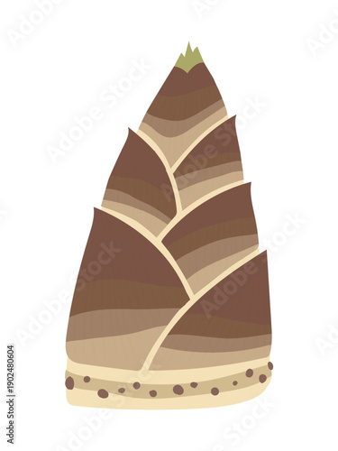 Japanese Bamboo Shoot Illustration, Natural Food Ingredient