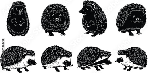 Collection of hedgehog illustrations in various poses isolated on gray background, cute woodland animal engraving style artwork set