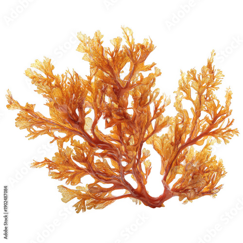sargassum brown algae isolated [Transparent Background PNG].