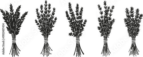 Five bundles of different leafy herbs tied with twine isolated on white background