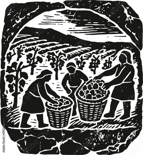 Harvesting fruit in vineyard three workers collecting grapes in baskets on hillside farm with mountains background