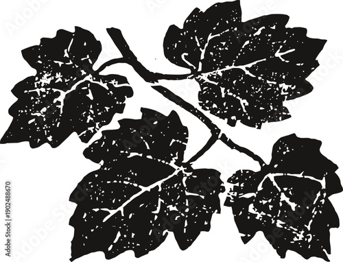 Black and white silhouette of grapevine leaves on a branch with textured details
