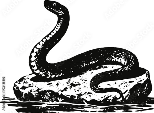 Black snake coiled on rock illustration in vintage engraving