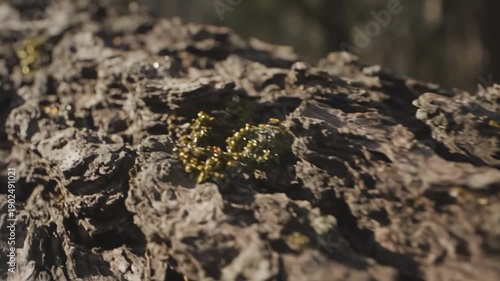 Wallpaper Mural Zooming in on textured tree bark with moss in sunlit forest Torontodigital.ca