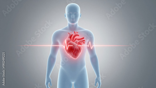 Human body heart anatomy cardiology heartbeat health medical healthcare pulse illustration. image shows glowing heart inside transparent human body with electrocardiogram line symbolizing heart