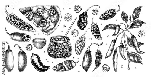 Hot peppers hand drawn vector illustrations set. Vintage chili pepper sketches for food packaging, spice products and culinary design. Vegetable drawings. Not AI generated.