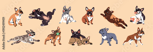 Set of cute French bulldogs. Funny dogs are in different poses. Happy puppies have fun and rest, play with toys, relax and sleep together. Adorable pets, animals. Flat isolated vector illustrations.