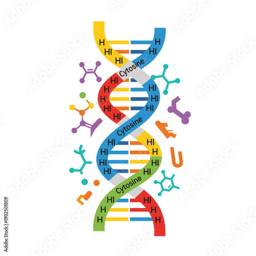 Colorful DNA Double Helix Structure with Nucleotides