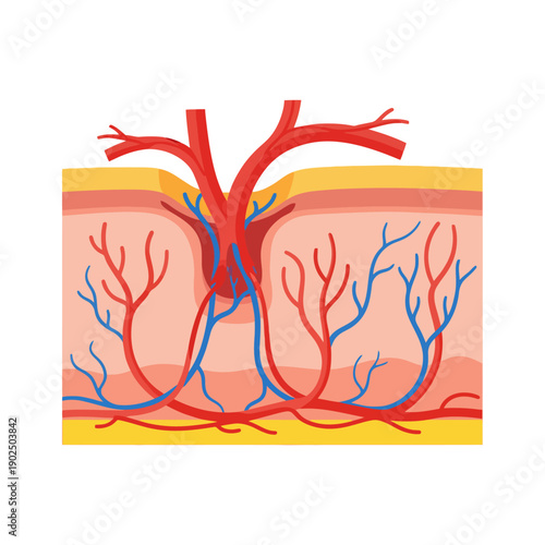 Human Skin Cross Section with Blood Vessels and Capillaries