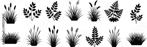 Set of grass and wild plant silhouettes including reeds, ferns and meadow foliage, black botanical elements isolated for nature design, vector illustration