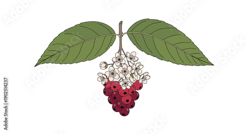 Detailed botanical illustration of a bird cherry branch featuring delicate white flowers, green leaves, and red berries.