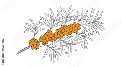 Hand drawn illustration of a sea buckthorn branch with bright orange berries and long narrow green leaves for herbal medicine.