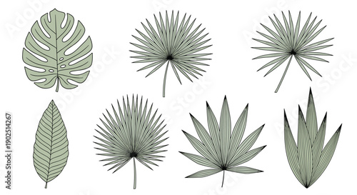 Collection of various tropical palm and monstera leaves in muted green tones for exotic summer and botanical themes.