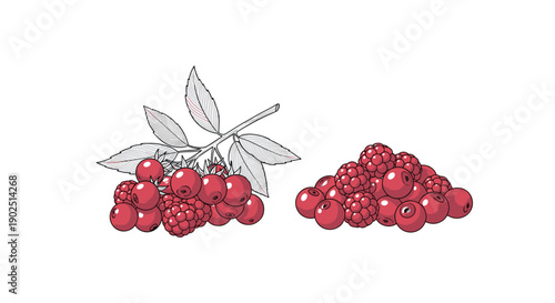 Assortment of red round berries on a branch and a pile of fresh raspberries for healthy fruit and dessert ingredients.