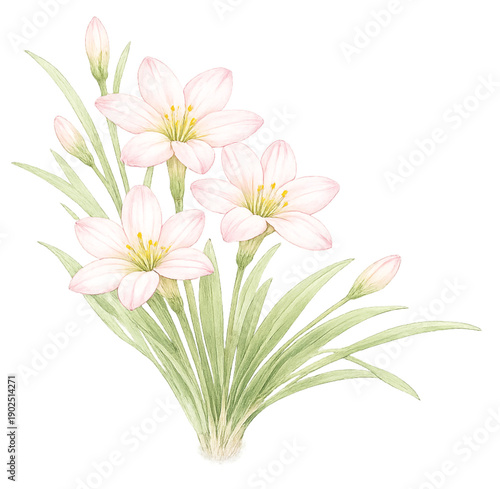 Pink Rain Lily Half Bouquet Watercolor Illustration, Zephyranthes Floral Corner, Soft Pastel