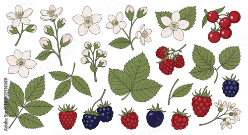 Comprehensive set of berry illustrations including raspberries, blackberries, and flowers for garden-themed designs.
