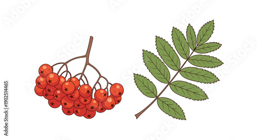 Cluster of bright orange rowan berries on a branch next to a single green pinnate leaf in a hand-drawn illustration.