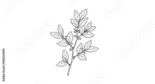 Fine line drawing of a botanical branch with small leaves and round berries, captured in an elegant vintage style.