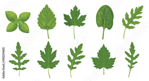 Set of ten different green culinary leaves including basil, spinach, and arugula, representing freshness and healthy ingredients.
