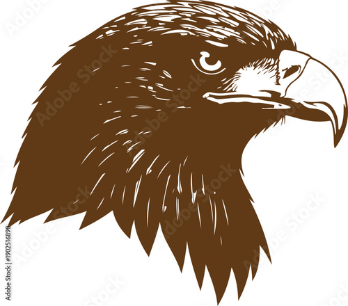 A detailed brown illustration of an eagle's head on a white background. Vector, illustration