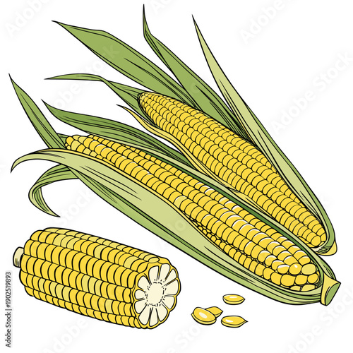 Sweet Corn Illustration with Husks and Kernels