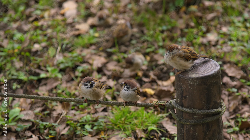 Obraz premium おしゃべりしているスズメ