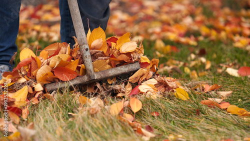 Autumn work in the orchard. A gardener rakes fallen leaves into a pile.