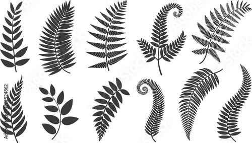 Fern leaf silhouette collection isolated on white background, botanical foliage frond set, tropical nature plant illustration