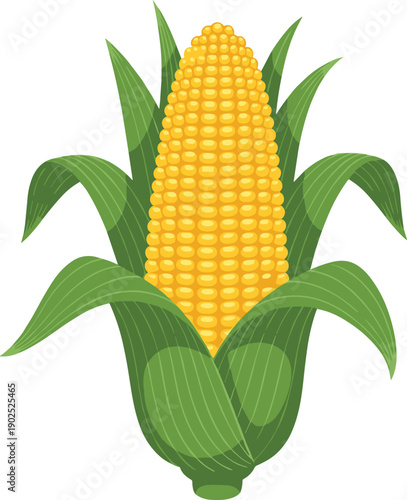Fresh yellow corn on the cob vector illustration with green husks isolated on white background for organic farming food and agricultural market designs.