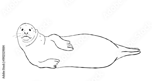 Hand drawn harbor seal resting on sandy beach black and white line art marine mammal outline for coloring pages and coastal designs