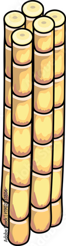 Sugarcane (Saccharum sinense ) isolated on white background