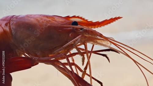 Close-up of cooked pink shrimp held in hand with visible shell texture, antennae and black eye against soft background