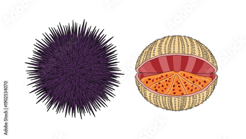 Spiky purple sea urchin shown whole and another one cut open to reveal the orange roe inside on a white background.