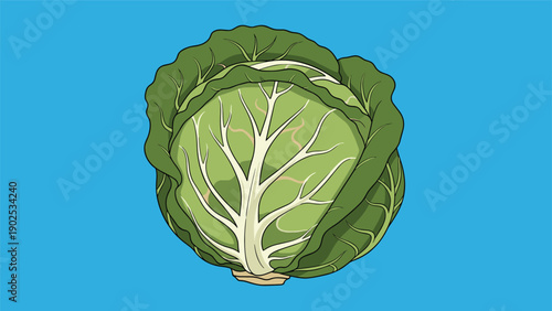 Detailed illustration of a whole green cabbage head with textured leaves against a solid bright blue background.