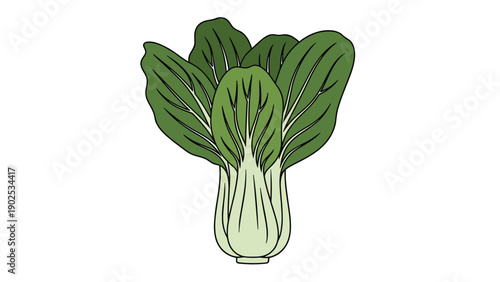 Fresh green bok choy or pak choi vegetable with crunchy stalks and broad leaves, ideal for healthy asian cooking and stir fry dishes.