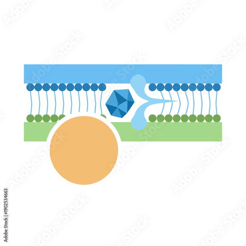 Cell Membrane Structure Illustration with Protein Embedded