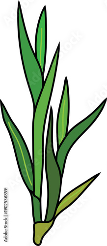 Sprouting sugarcane (Saccharum officinarum) isolated on white background