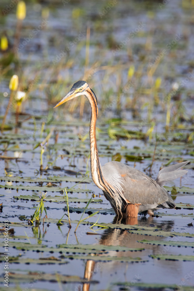 Naklejka premium oriental purple heron in a marshland