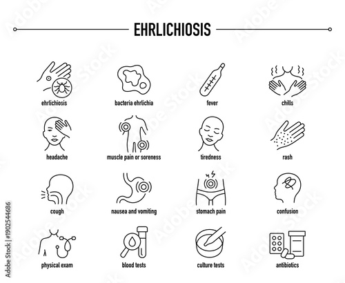 Ehrlichiosis symptoms, diagnostic and treatment vector icon set