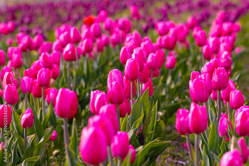 Obraz premium Colorful blooming tulip flowers in spring garden, floral wallpaper or background, design pattern