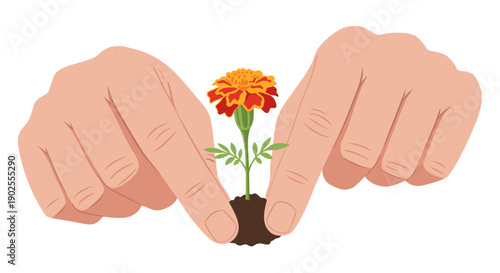 Hands planting marigold flower seedling in soil on white background  