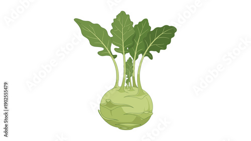 Fresh kohlrabi vegetable with large green leaves and a round bulbous stem for healthy food and gardening illustrations.