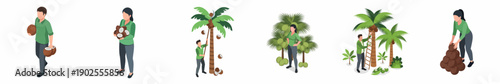 Isometric Flat Illustration People Harvesting and Collecting Coconut from the Tree