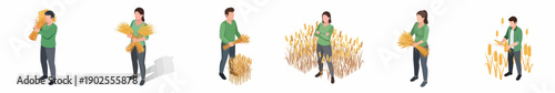 Isometric Isolated Farmer Harvest Corn Collection Illustration in White Background