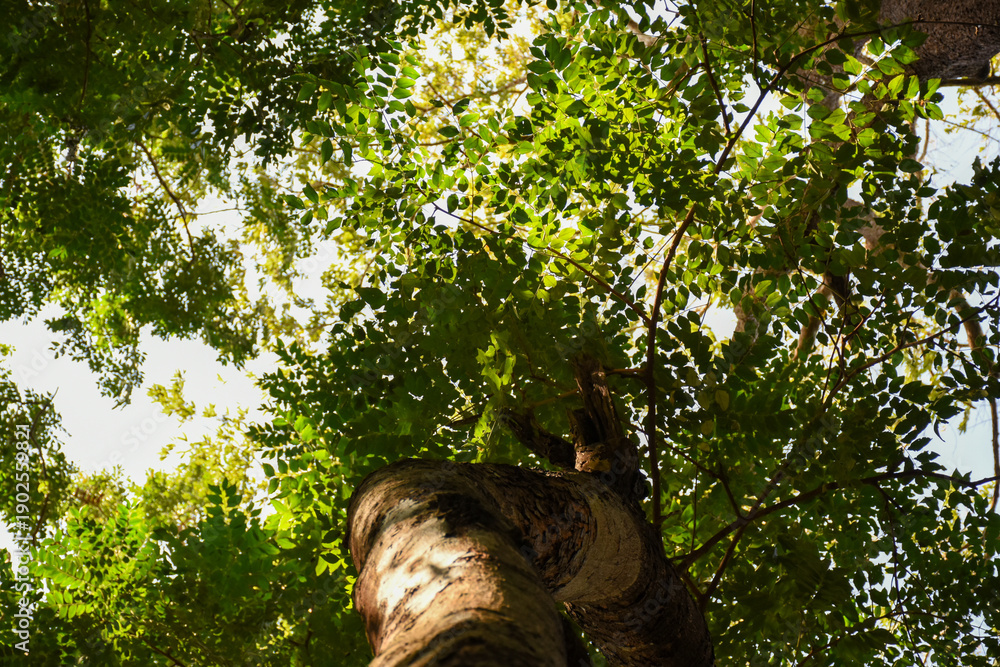 Fototapeta premium tree with green leaves and dense branches and leaves in forest