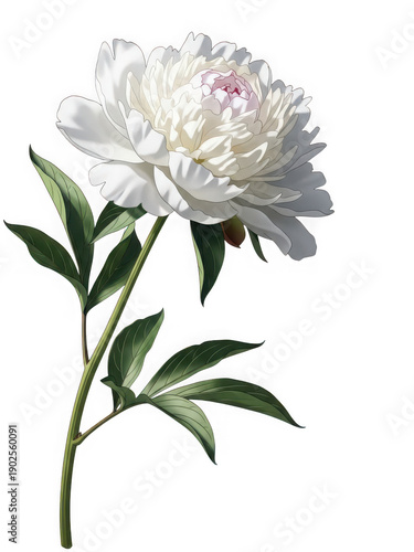 Elegant white peony flower illustration, vintage botanical style